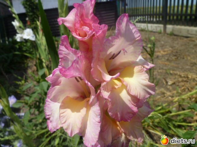 ����� ������� ���������., ������: ��� ��������!