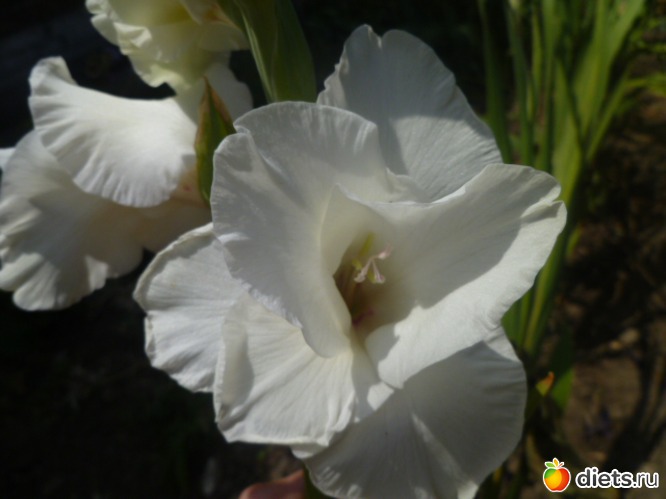 ����� ���������., ������: ��� ��������!