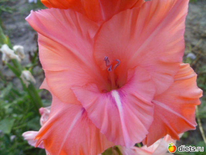 ����� ������� ���������, ������: ��� ��������!