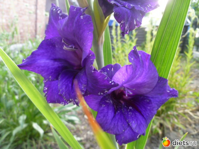 ����� ���������� ���������., ������: ��� ��������!