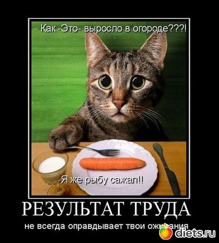 52 фото: Любимые мотивашки и демотивашки