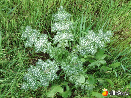 Скоро весна 2.02.2013, альбом: Природа...