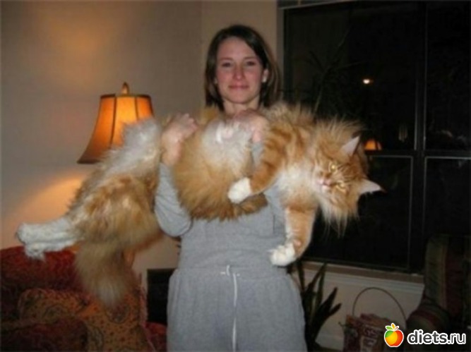 1 фото: животные