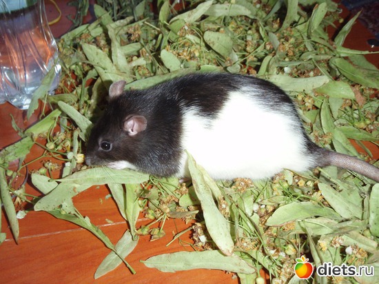 3 фото: животные