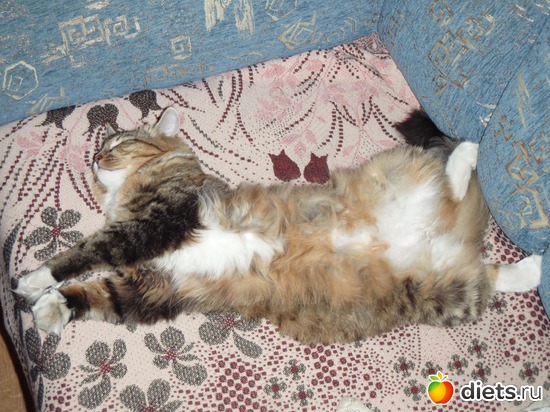 6 фото: животные