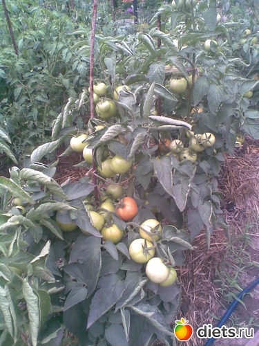 1 ����: ������������ � ���� (��� ��������)