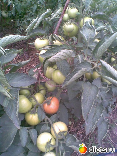 2 ����: ������������ � ���� (��� ��������)