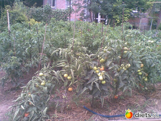 3 ����: ������������ � ���� (��� ��������)