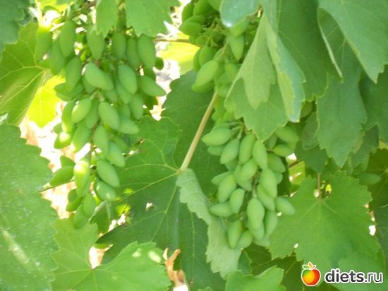 18 фото: Моя дача