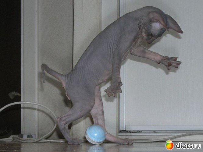 11 фото: Сфинксы