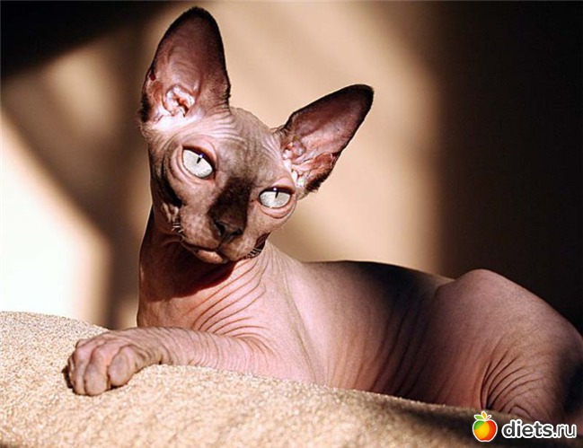 12 фото: Сфинксы