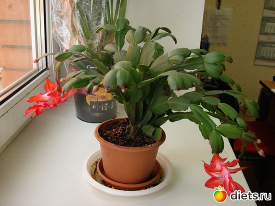 1 ����: ���������