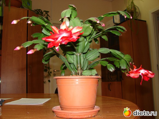 3 ����: ���������