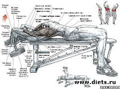 работа над мышцами