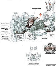 ������ ��� �������