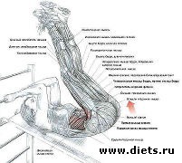 ������ ��� �������