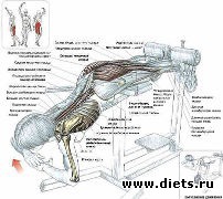 ������ ��� �������