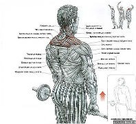 работа над мышцами