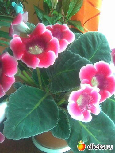 Глаксиния, альбом: Цветы