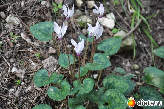 3 ����: � ��� �������!!!