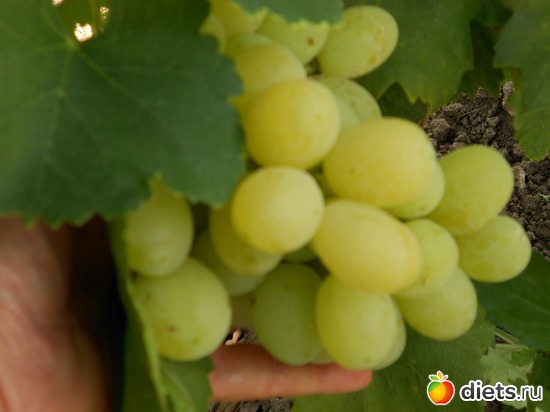 19 фото: Моя дача