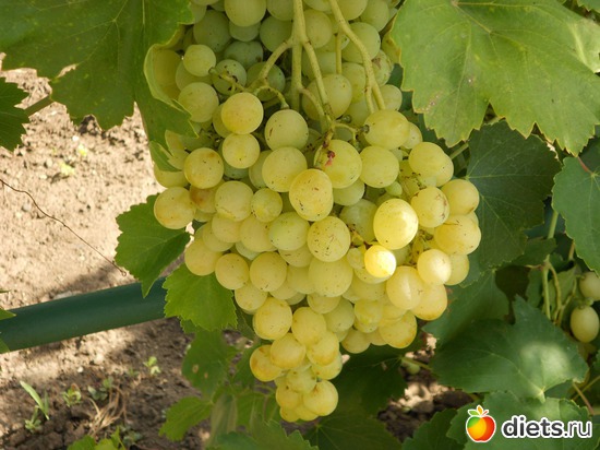 21 фото: Моя дача