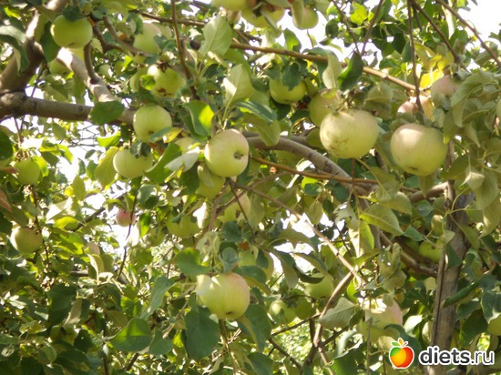 23 фото: Моя дача