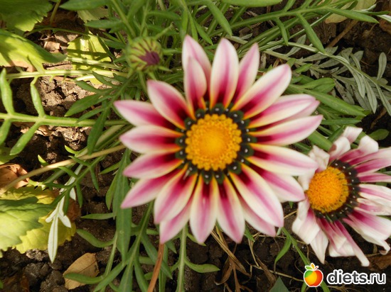 Газания, альбом: Моя дача