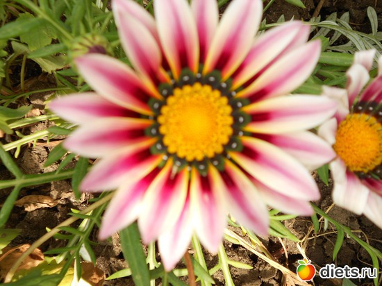 29 фото: Моя дача