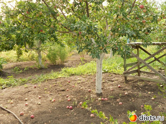 30 фото: Моя дача