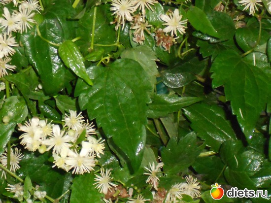 31 фото: Моя дача