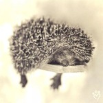 ���� ������.