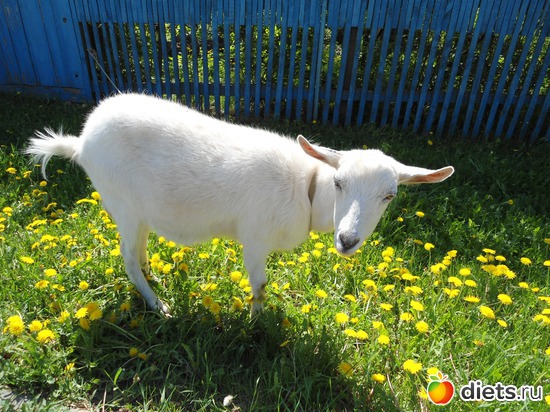 1 фото: козы в Дивеево