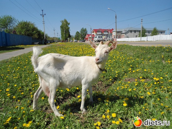 2 фото: козы в Дивеево