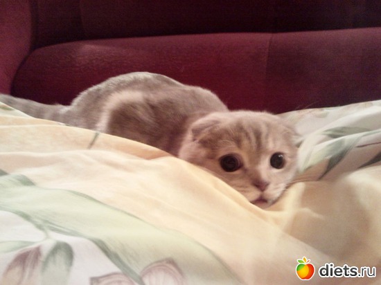 ����� ��������., ������: ����� ���� ����� ���� ������ ��� ����� =)