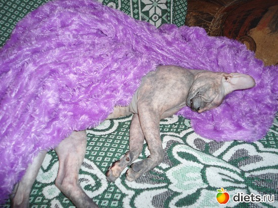 наша Латона спит без задних ног!, альбом: обажаю сфинксов