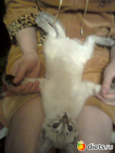 3 фото: Кошка Белка