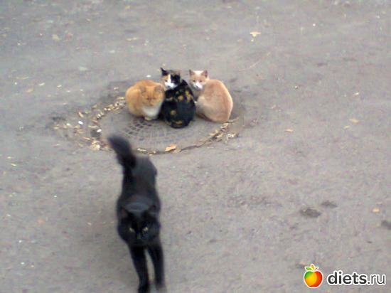 5 фото: Кошка Белка