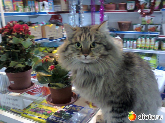 6 фото: Кошка Белка