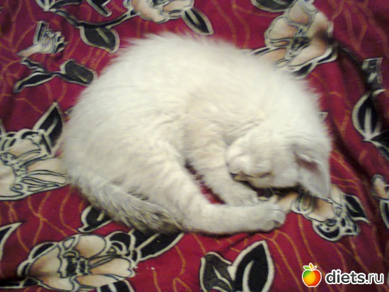 9 фото: Кошка Белка