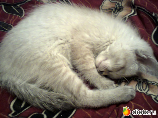 10 фото: Кошка Белка