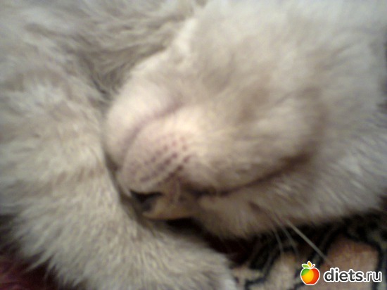 11 фото: Кошка Белка