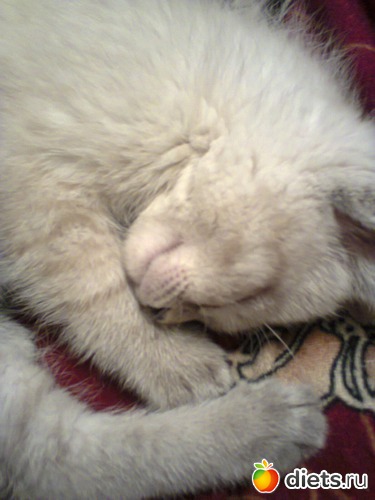 12 фото: Кошка Белка