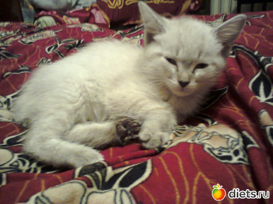 13 ����: ����� �����