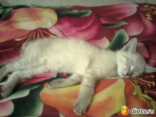 14 фото: Кошка Белка