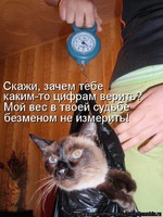 Истинный кошатник