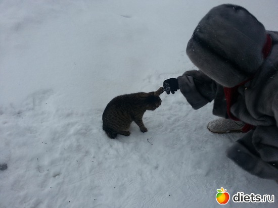 8 фото: мои коты