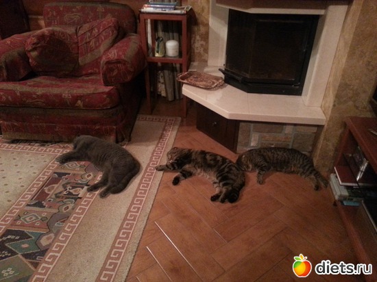 9 фото: мои коты