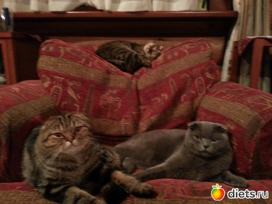 10 фото: мои коты