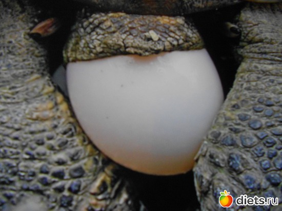 Черепаха откладывает яйцо (плакат), альбом: Тульский экзотариум